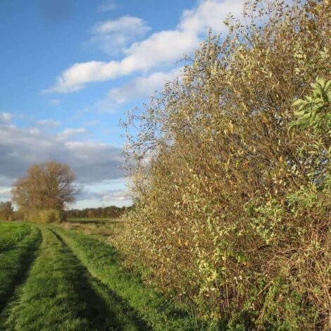 Saule Blanc (Salix Alba)