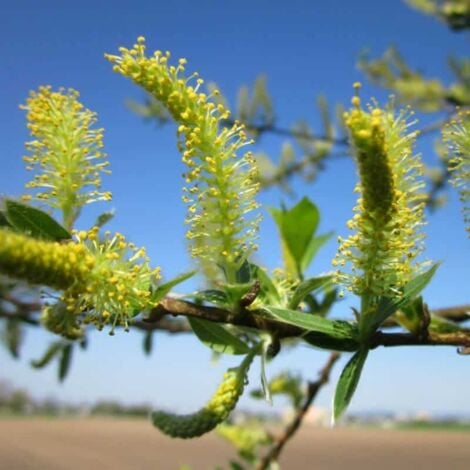 Saule Blanc (Salix Alba)