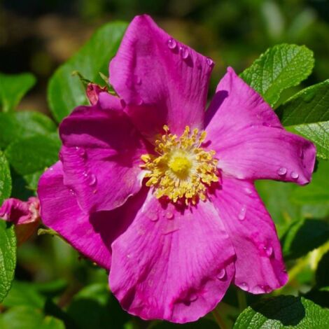Rosier rugueux (Rosa rugosa)