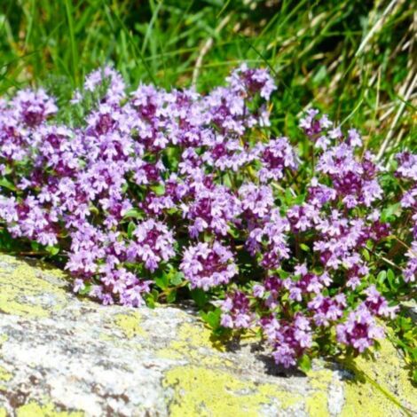Pépinières Naudet – Thym (Thymus Officinalis) – Feuillage persistant – Fleurs violettes claires – Exposition ensoleillée pour balcon et jardin