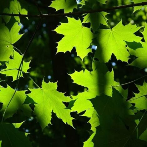 Erable Plane (Acer Platanoides)
