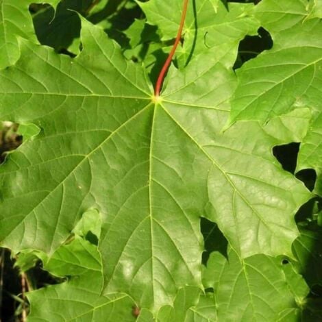 Erable Plane (Acer Platanoides)