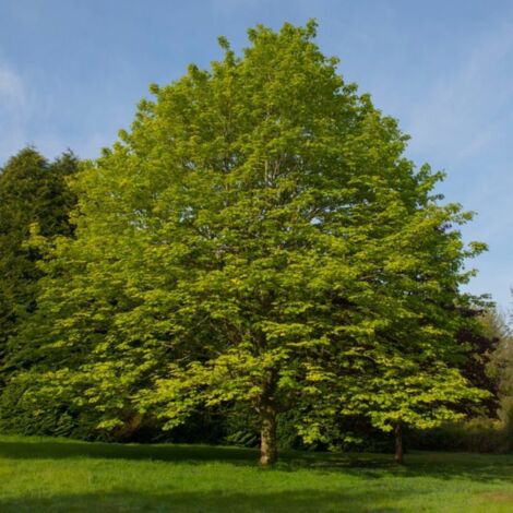 Pépinières Naudet – Érable sycomore – Feuillage dense palmé – Hauteur à maturité 20m – Couleur automnale éclatante – Résistant aux sols pauvres