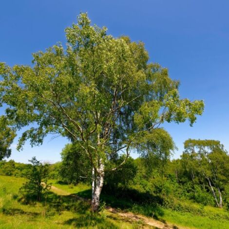 Pépinières Naudet – Bouleau verruqueux (Betula pendula) – Écorce blanche décorative – Feuillage léger jaune doré en automne – Résistant au froid et adaptable