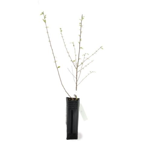 Cotoneaster de Franchet (Cotoneaster Franchetii)