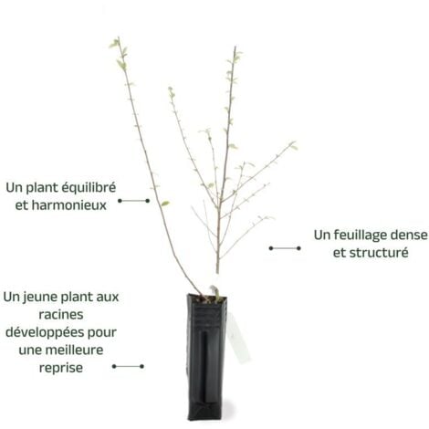 Cotoneaster de Franchet (Cotoneaster Franchetii)