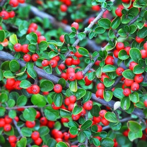 Cotoneaster Rampant (Cotoneaster Horizontalis)