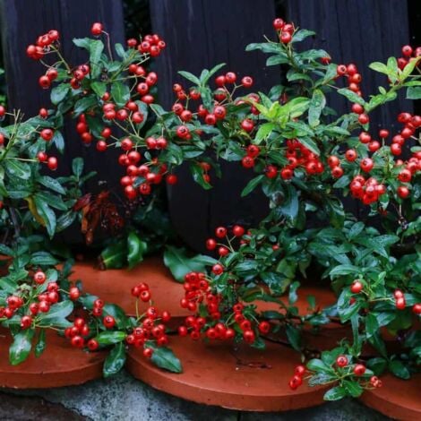 Cotoneaster Rampant (Cotoneaster Horizontalis)