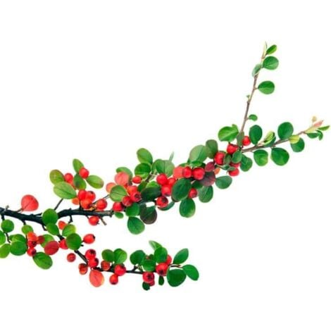Cotoneaster Rampant (Cotoneaster Horizontalis)