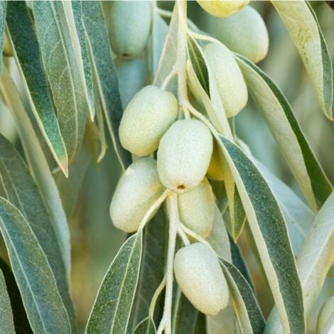 Olivier de Bohême (Eleagnus Angustifolia)