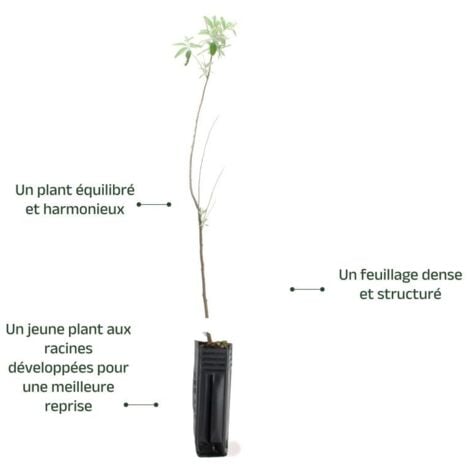 Olivier de Bohême (Eleagnus Angustifolia)