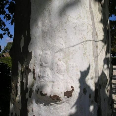 Platane à Feuilles d'Érable (Platanus Acerifolia)