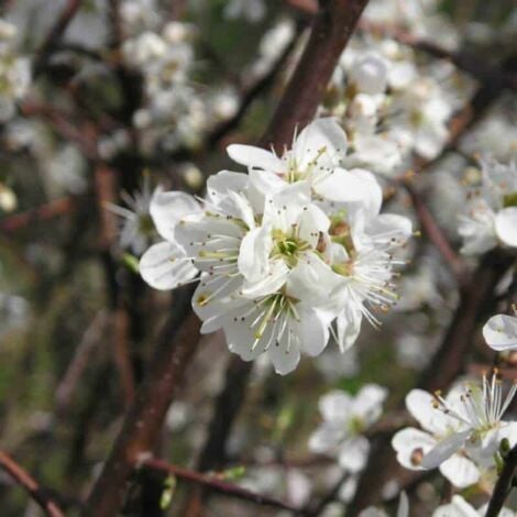 Prunier Myrobolan (Prunus Cerasifera-Myrobolana) - Godet - Taille 20/40cm