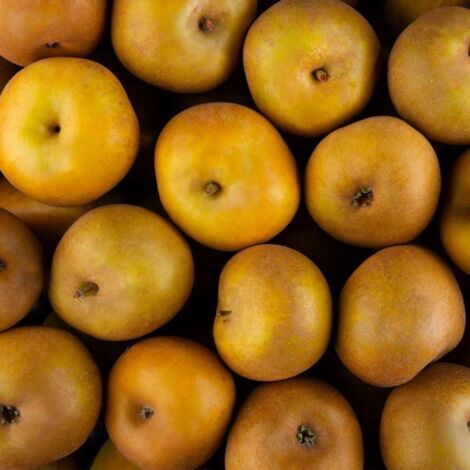 Pommier 'Reinette Du Canada' - Malus Domestica | Arbre Fruitier En Pot De 24 Cm | Plante Extérieure Rustique | Kentis