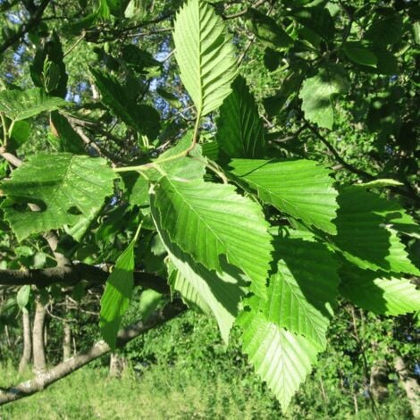 Aulne Blanc (Alnus Incana)