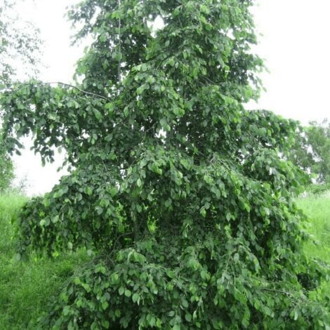 Aulne Blanc (Alnus Incana)