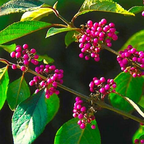 Callicarpe de Bodinier (Callicarpa bodinieri)