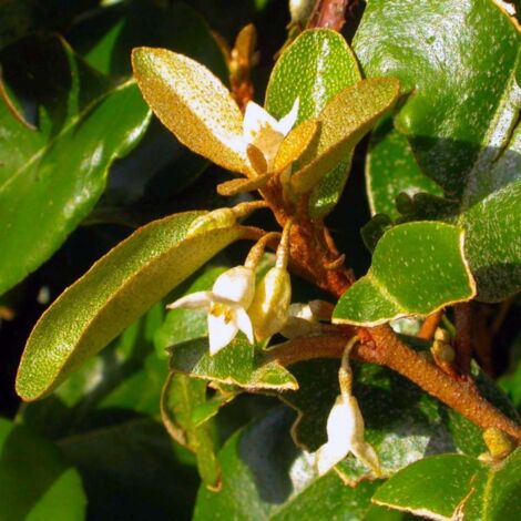 Chalef (Elaeagnus Ebbingei)