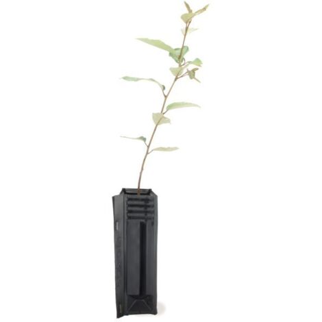 Chalef (Elaeagnus Ebbingei)