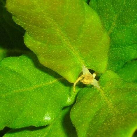 Chêne Liège (Quercus Suber)