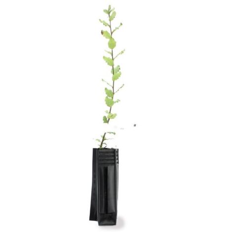 Chêne Liège (Quercus Suber)