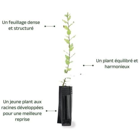 Chêne Liège (Quercus Suber)