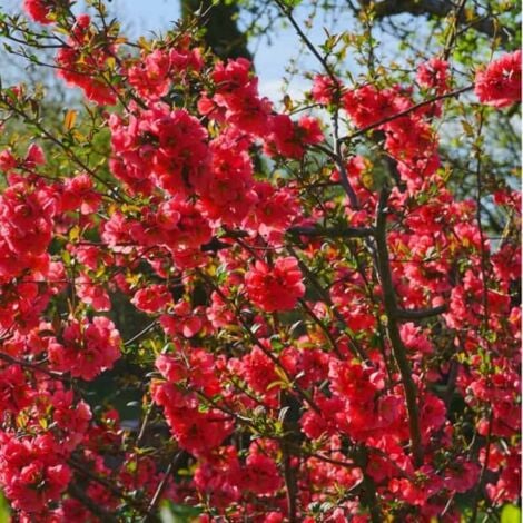 Cognassier du Japon (Chaenomeles Japonica)