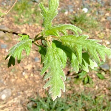 Chêne Tauzin (Quercus Pyrenaica)