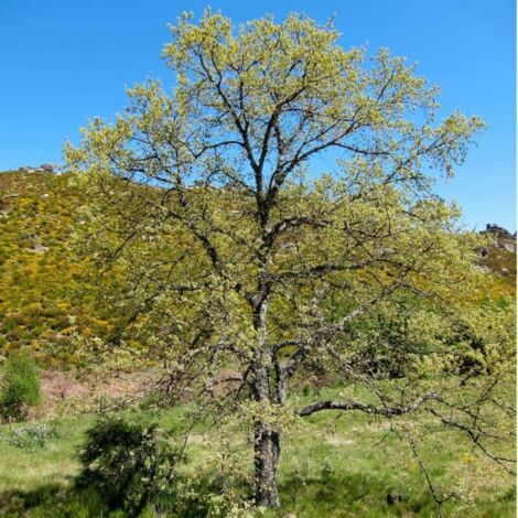 Chêne Tauzin (Quercus Pyrenaica)