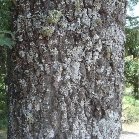 Chêne Tauzin (Quercus Pyrenaica)
