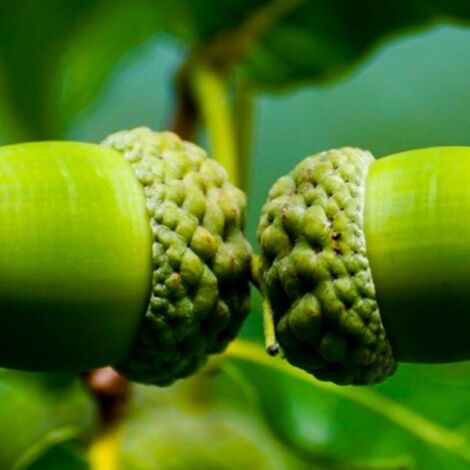 Chêne Vert (Quercus Ilex)