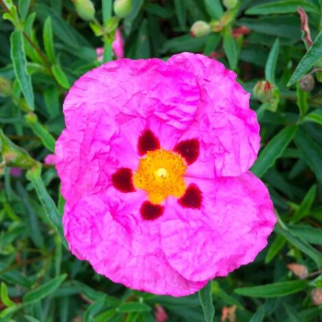 Pépinières Naudet – Ciste pourpre – Arbuste persistant 1m-2m – Fleurs rose foncé en printemps – Résistance jusqu'à -15°C – Feuillage vert foncé (1/3)