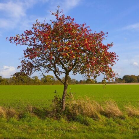 Pépinières Naudet – Alisier blanc – Arbre élancé à feuilles argentées – Favorise la biodiversité – Croissance rapide et tolérance variée
