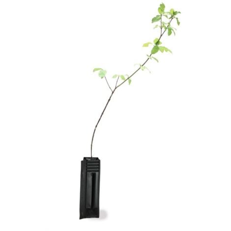 Cornouiller Sanguin (Cornus Sanguinea)