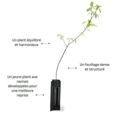 Cornouiller Sanguin (Cornus Sanguinea)