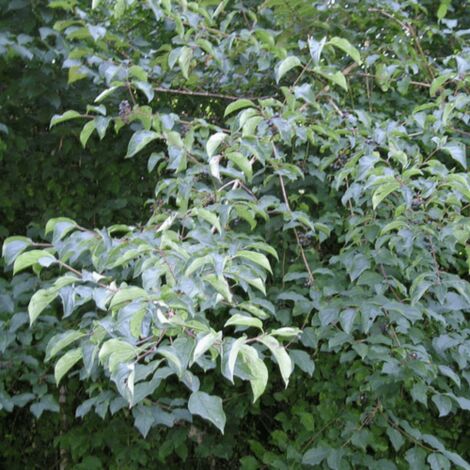 Cornouiller Sanguin (Cornus Sanguinea)