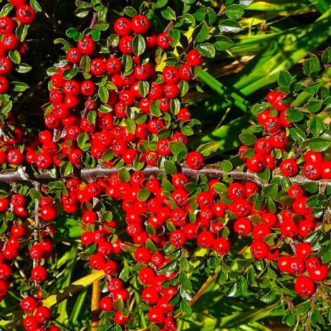 Pépinières Naudet – Cotoneaster dammeri 'Skogholm' – Arbuste nain persistant – Hauteur à maturité < 1m – Floraison blanche de mai à juin – Rusticité jusqu'à -15°C