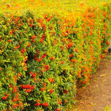 Pépinières Naudet – Cotoneaster laiteux arbuste rampant – Hauteur 15-40 cm – Feuillage persistant vert foncé – Exposition soleil – Rusticité -18°C à -23°C