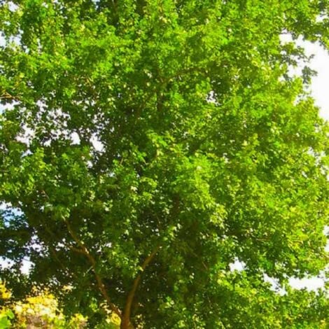 Erable Champêtre (Acer Campestris)