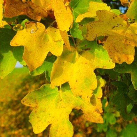 Erable Champêtre (Acer Campestris)
