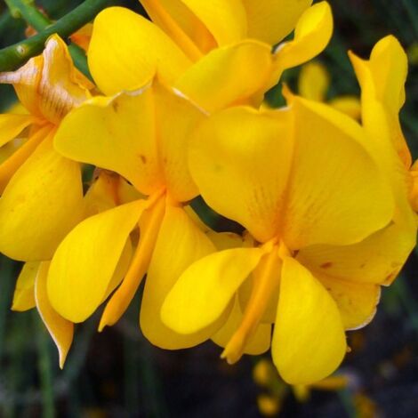 Pépinières Naudet – Genêt d'Espagne – Arbuste à fleurs jaunes parfumées – Hauteur 15 à 40 cm – Exposition soleil – Rusticité -1°C à -8°C