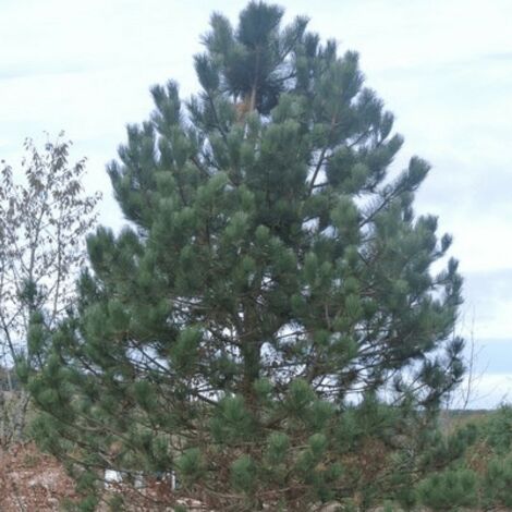 Pin Laricio de Calabre (Pinus Nigra Calabrica) - Godet - Taille 20/40cm
