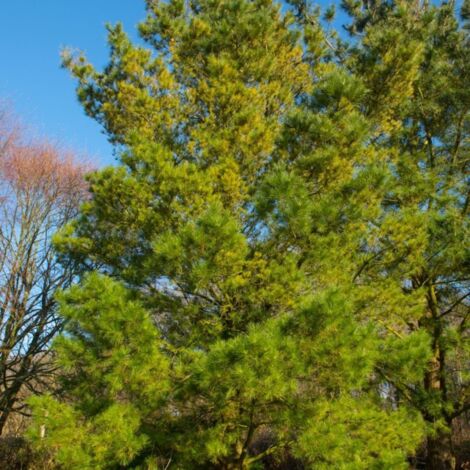 Pépinières Naudet – Pin laricio de Corse – Conifère élancé – Résistant aux vents forts et sols pauvres – Bois durable pour construction et aménagements extérieurs