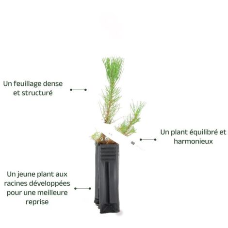 Pin Maritime Ou Des Landes - Pinus Pinaster