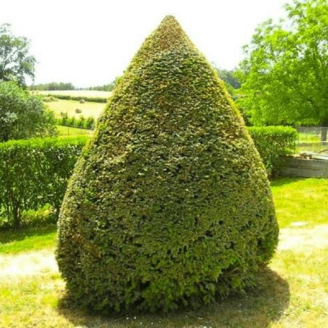 If Commun (Taxus Baccata)