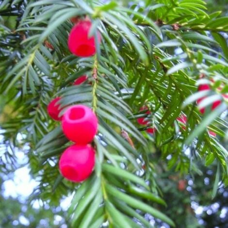 If Commun (Taxus Baccata)