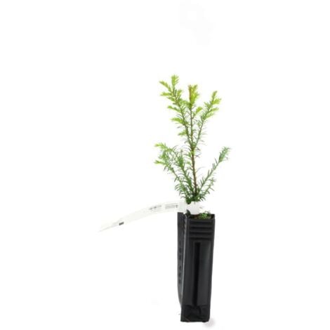 If Commun (Taxus Baccata)
