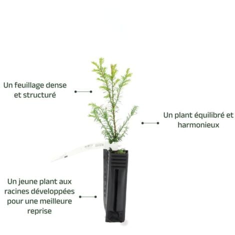 If Commun (Taxus Baccata)