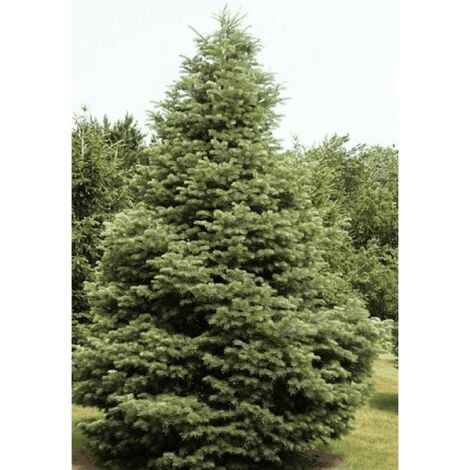 Sapin du Colorado (Abies Concolor)