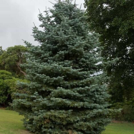 Sapin du Colorado (Abies Concolor)